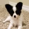 Puppies for sale Netherlands, Hemstede Papillon and Phalene