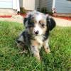 Puppies for sale United Kingdom, Derby Australian Shepherd