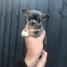 Puppies for sale Netherlands, Amsterdam Chihuahua