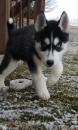 Puppies for sale Portugal, Aveiro , Siberian husky