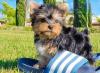 Puppies for sale Germany, Kiel Yorkshire Terrier