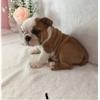 Puppies for sale Georgia, Kutaisi English Bulldog