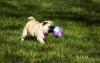 Puppies for sale Hungary, KecskemГ©t Pug