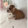 Puppies for sale Slovakia, Jihlava English Bulldog