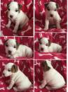 Puppies for sale Czech Republic, Bridge Jack Russell Terrier