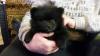 Puppies for sale Russia, Moscow Pomeranian Spitz