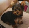 Puppies for sale Ireland, Cork Yorkshire Terrier