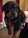 Puppies for sale Canada, Quebec, Quebec City Rottweiler