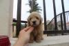 Puppies for sale Portugal, Lisbon Toy-poodle