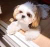 Puppies for sale Belarus,  Shih Tzu