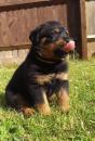 Puppies for sale Portugal, Lisbon Rottweiler