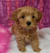 Puppies for sale Uzbekistan, Fergana Havanese