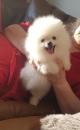 Puppies for sale Netherlands, Hurley Pomeranian Spitz