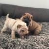 Puppies for sale United Kingdom, Derby Shar Pei