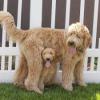 Puppies for sale Belarus, Grodno , Goldendoodle