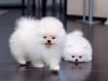 Puppies for sale Ireland, Dublin Pomeranian Spitz