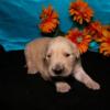 Puppies for sale Ireland, Dublin Golden Retriever