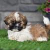 Puppies for sale Ireland, Dublin Shih Tzu