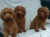 Puppies for sale Russia, Magadan Poodle