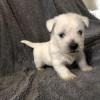 Puppies for sale Ireland, Dublin West Highland White Terrier