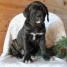 Puppies for sale Ireland, Dublin ,  Cane Corso