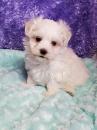 Puppies for sale Slovakia, Pardubice Maltese