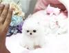 Puppies for sale United Kingdom, Portsmouth Pomeranian Spitz