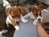 Puppies for sale Italy, Cortina d'ampetso Jack Russell Terrier