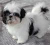 Puppies for sale Bulgaria, Sofia Shih Tzu