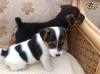 Puppies for sale Romania, , Bucharest Jack Russell Terrier