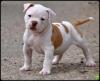 Puppies for sale Russia, Barrow American Bulldog