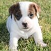 Puppies for sale Ireland, Cork Jack Russell Terrier