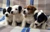 Puppies for sale Hungary, , Budapest Jack Russell Terrier