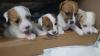 Puppies for sale Ireland, Limerick Jack Russell Terrier