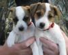 Puppies for sale Spain, , madrid Jack Russell Terrier