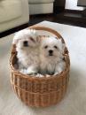Puppies for sale Azerbaijan,  , Maltese