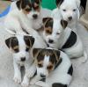 Puppies for sale Ireland, Dublin Jack Russell Terrier