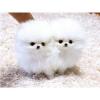 Puppies for sale United Kingdom, Preston Pomeranian Spitz