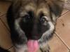 Puppies for sale Kazakhstan, Karaganda German Shepherd Dog