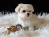 Puppies for sale Lithuania, Nida Maltese