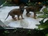Puppies for sale United Kingdom, Middlesbrough German Shepherd Dog