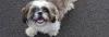 Puppies for sale United Kingdom, Lancaster Lhasa Apso
