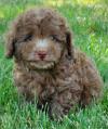 Puppies for sale Finland, Helsinki , Cockapoo
