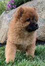 Puppies for sale Russia, Eagle Chow Chow