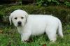 Puppies for sale Luxembourg, Luxembourg Labrador