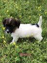 Puppies for sale Ukraine, Nikolaev Jack Russell Terrier