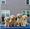 Puppies for sale USA, New York Golden Retriever