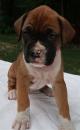 Puppies for sale Russia, Cherepovets Boxer