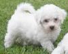 Puppies for sale Russia, Eagle Maltese, maltipoo