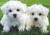 Puppies for sale Russia, Ekaterinburg Maltese, maltipoo